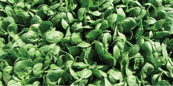Семе спанак El Forte од Syngenta.