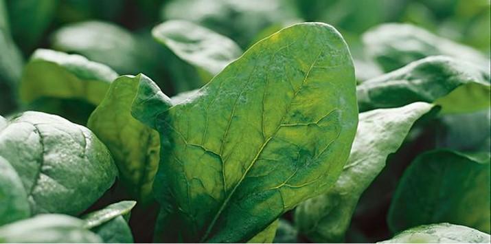 Семе спанак El Forte од Syngenta.