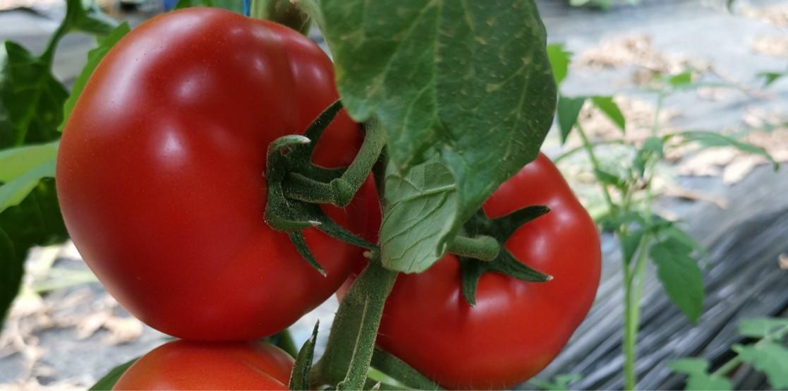 Семе домат Grumira од Syngenta.