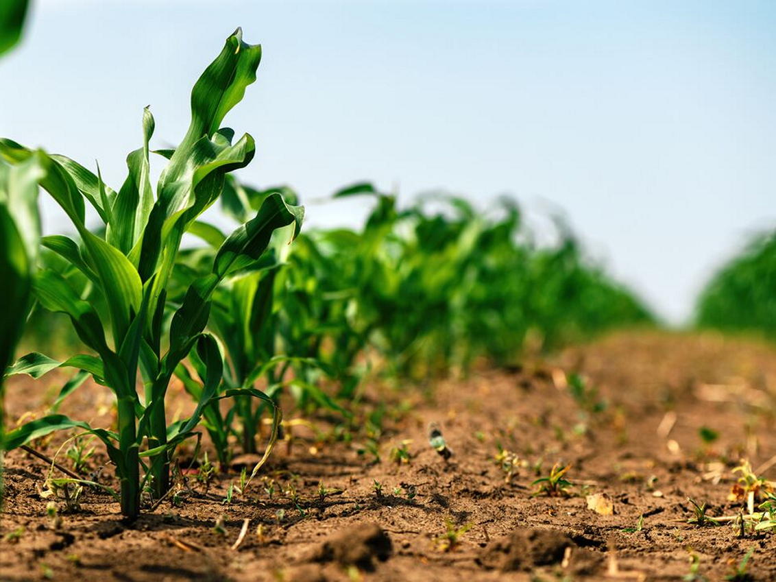 kukuruz-zastita-hibridi-syngenta_1132x849_podloga_3.png
