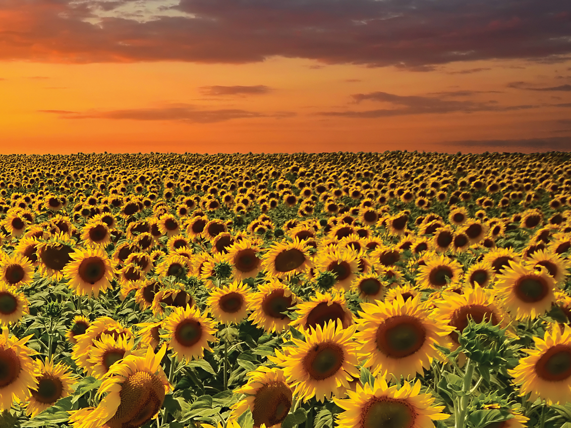 syngenta-suncokret-cvetanje_1132x849_podloga_7c.png