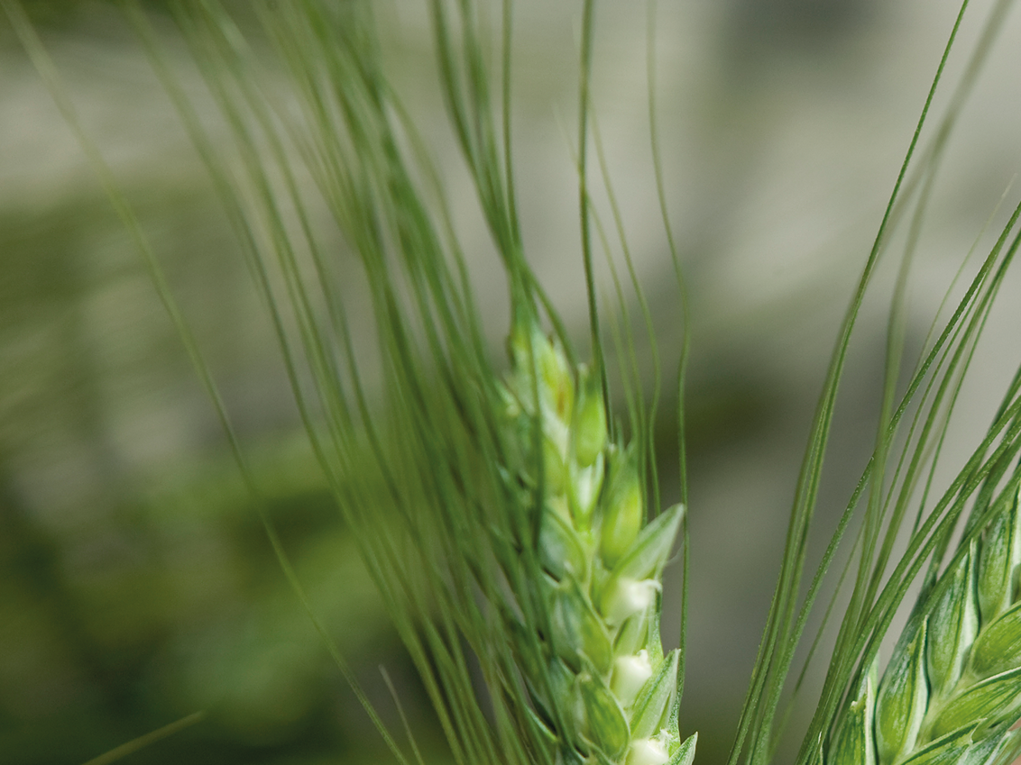syngenta-zastita-psenice_1132x849_podloga_10.png