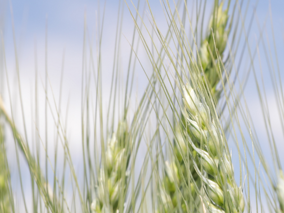 syngenta-zastita-psenice_1132x849_podloga_o8.png