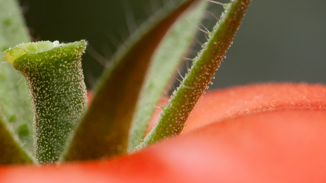 syngenta-zastita-povrca-paradajz_1132x637_podloga_1.png