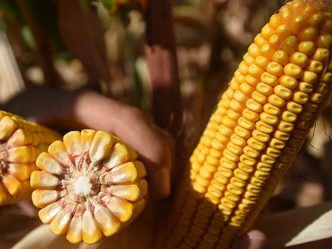 syngenta-kukuruz_1132x849_podloga_3.png