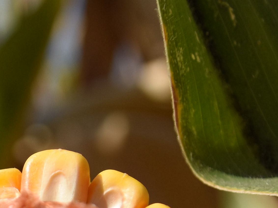 syngenta-kukuruz_1132x849_podloga_4.png