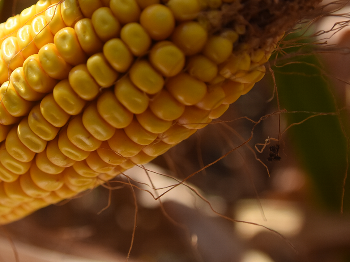 syngenta-kukuruz_1132x849_podloga_6b.png