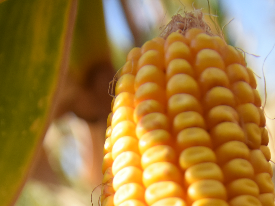 syngenta-kukuruz_1132x849_podloga_77.png