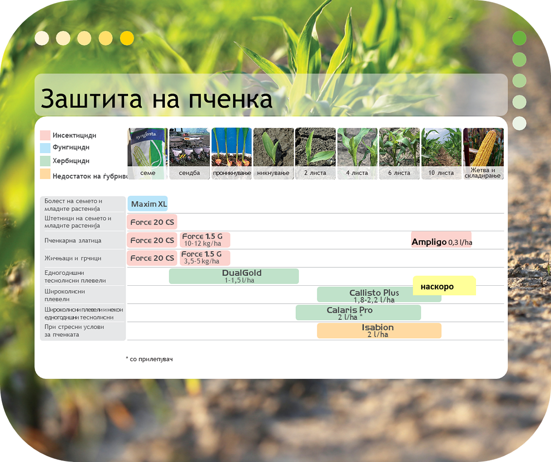 zastita-kukuruz-syngenta-program_x1132_2b.png