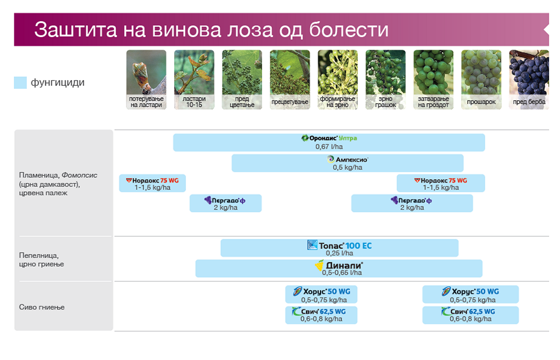 zastita-vinova-loza-od-bolesti-syngenta_1132x730.png