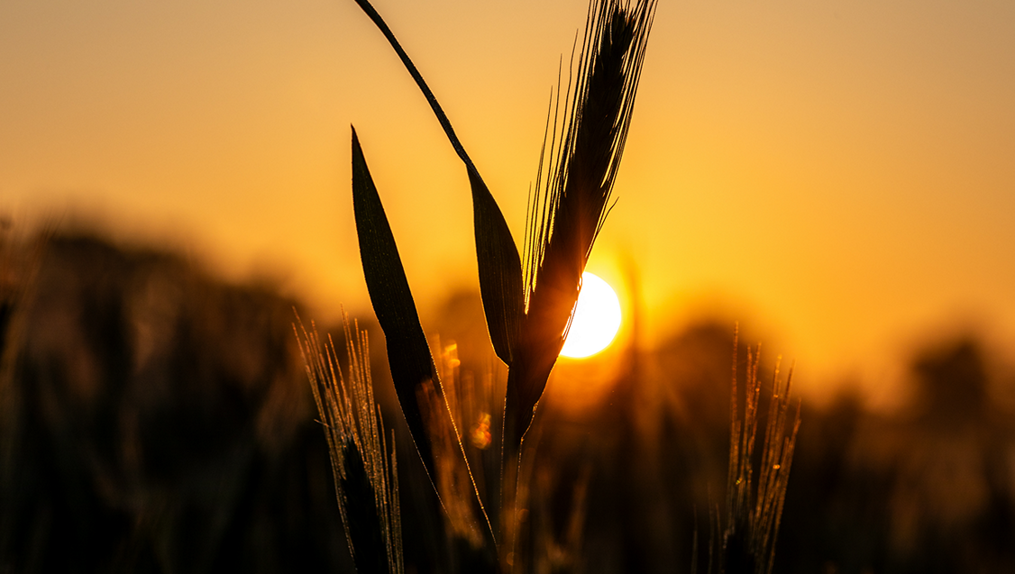 syngenta-dobrodosli_1132x637.png