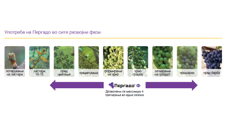pergado-f-vinova-loza-primena-syngenta