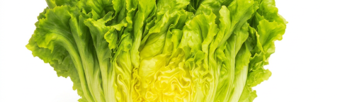 salata-syngenta.png